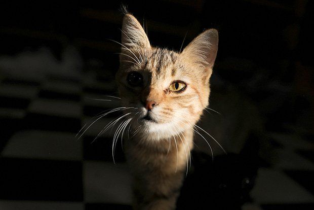 �������� �������� ������� ��������� �� ������� ���������� �����