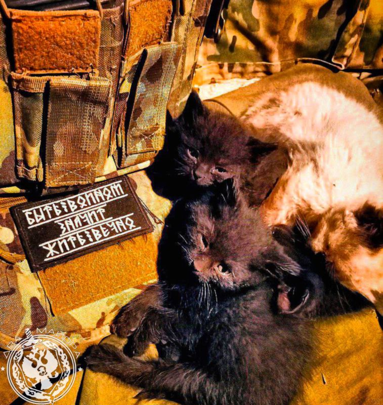 Два майора: Рубрика «Будни солдата»