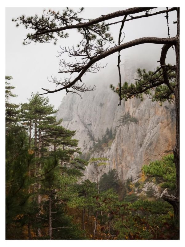 Туманный лес. Ущелье Уч-Кош (Ялта)