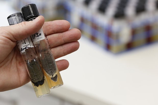 ScienceAlert: В Чернобыле обнаружили питающийся радиацией черный гриб