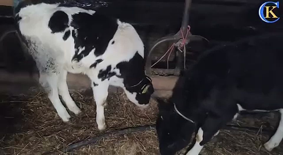 ���� ��������: � ����������� ������ �� ������� ���������� ����������