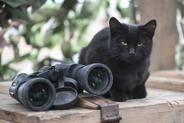 Российский боец Ветер: ВСУ минами взрывали котов в Волчанске