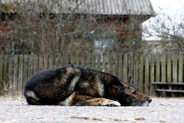 Биолог Муссо: чернобыльские собаки посинели из-за реагентов из биотуалета