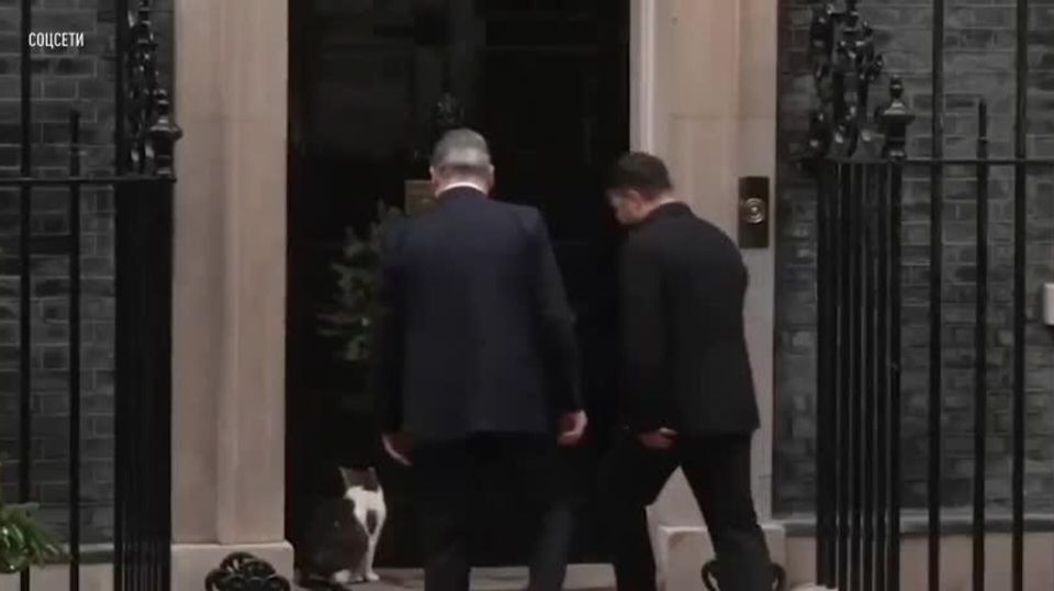 Даже кошачий нюх не выдержал: питомец Даунинг-стрит демонстративно покинул встречу с Зеленским