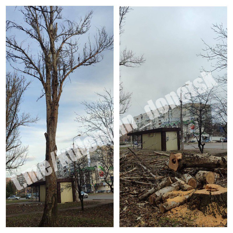 Алексей Кулемзин: Сегодня сотрудники коммунального предприятия «Зелёное строительство» убрали и вывезли опавшую листву, ветки, также выполнили валку и распил деревьев