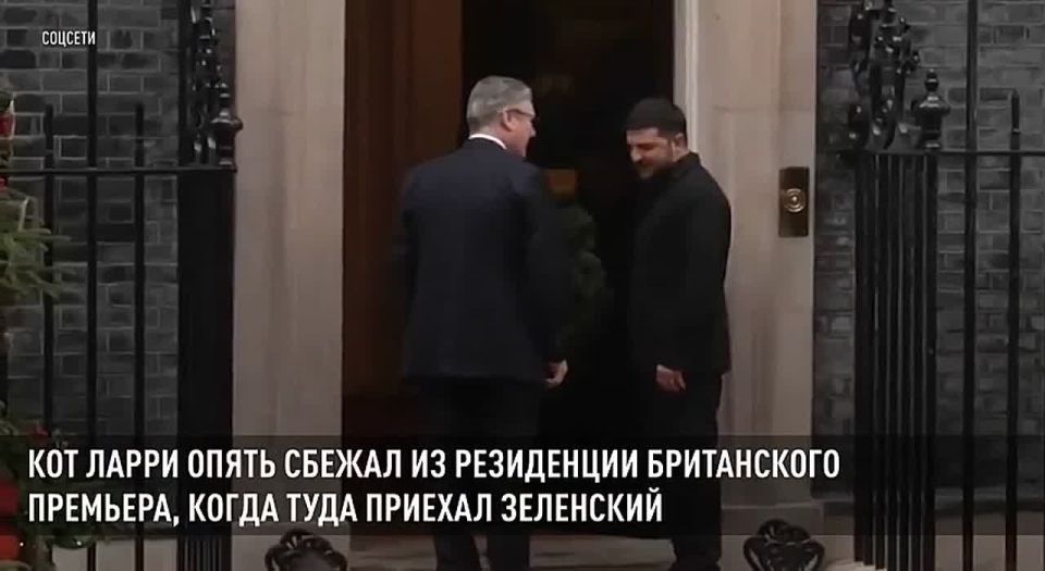 Котейка негодяев чует! Знаменитый кот Ларри сбежал от Зеленского, стоило тому появиться на пороге резиденции британского премьера