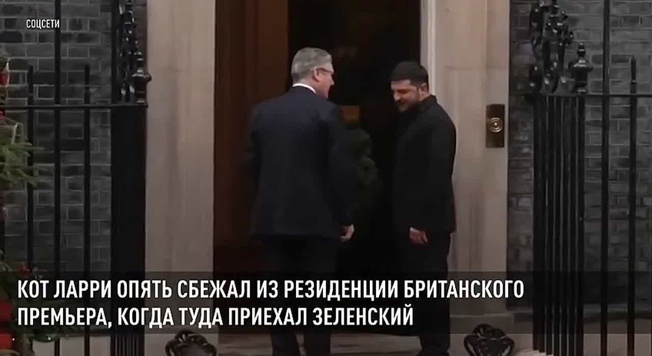 Котейка негодяев чует! Знаменитый кот Ларри сбежал от Зеленского, стоило тому появиться на пороге резиденции британского премьера