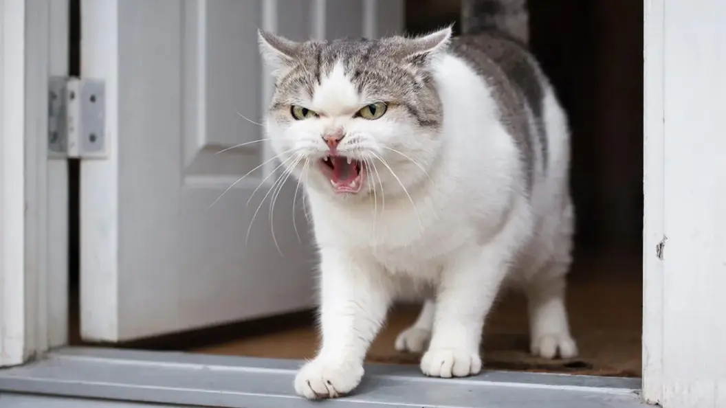 "Кошки чувствуют демонов": Дурной знак для Зеленского – британец Ларри бросился прочь, едва тот появился на пороге