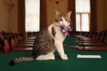 ��������: ��� �����, ������ �� ����������, ����� ����� �������� ������ ������