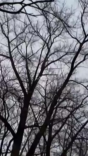 Мирное население Украины проводит видеосопровождение пролетающей мимо Гераньки, спешащей по своим делам