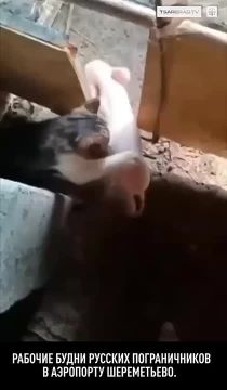 Фильтрация в Шереметьево. Обстановка