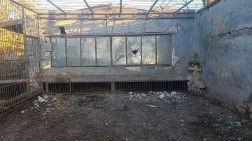 ВСУ атаковали дронами зоопарк в Запорожской области, пострадал лев