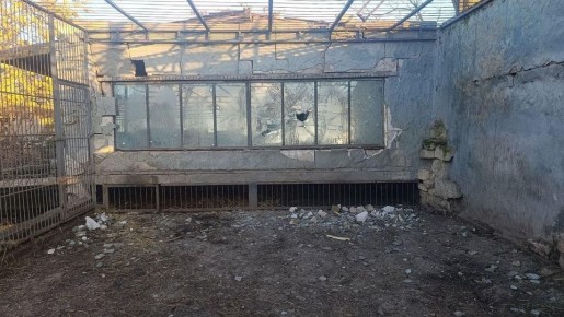 ВСУ атаковали дронами зоопарк в Запорожской области, пострадал лев