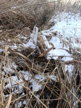 ���������� ������� ������������ ���� �����-������� ��������, ������������� � ����� ����� ���� �������� ������������� ������ ��������