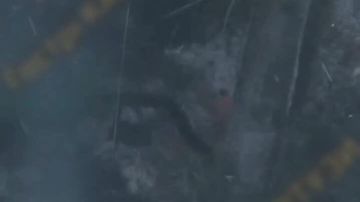 ��������� �����: ���� �� �� ���� ���������, ���������� � ���������� �������