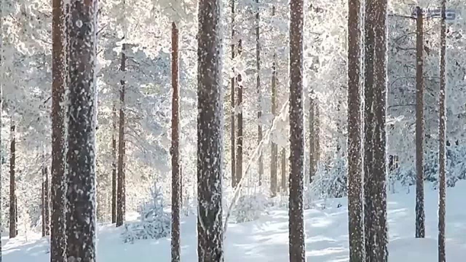 Что еще поставляет Украине Германия?