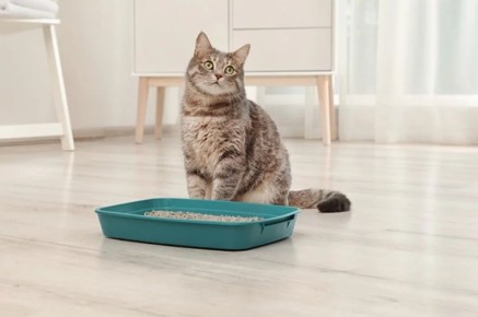 �������� ������� ����������� ��� ������ ��-�� ����������� �����������