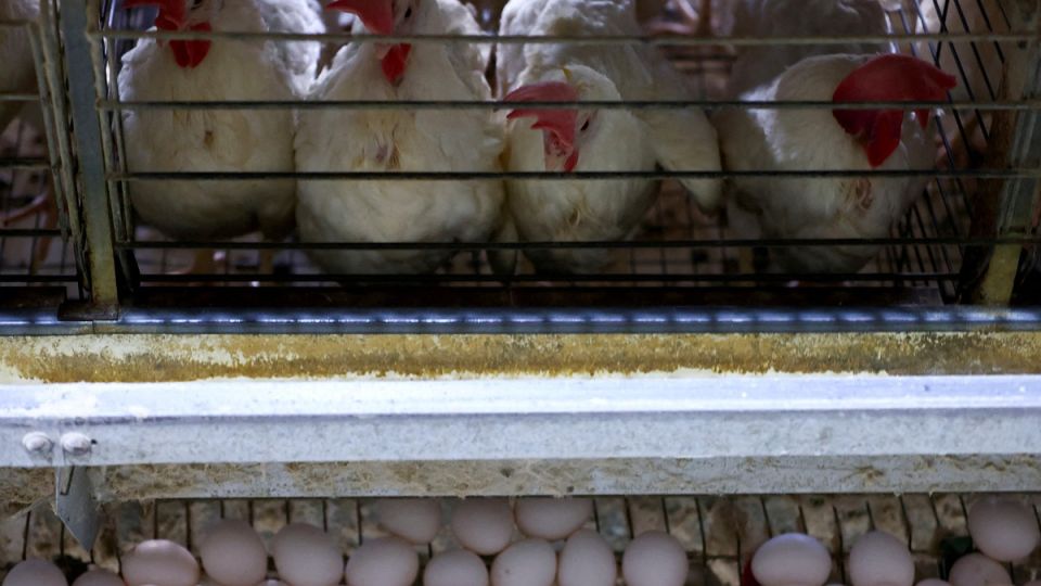 ���� ���������� � ������������: �������� ���������� �������� ����� �� ������������� ������ � �������