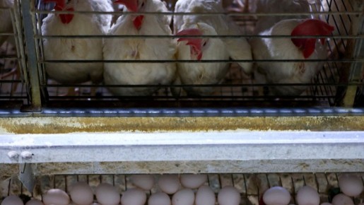 ���� ���������� � ������������: �������� ���������� �������� ����� �� ������������� ������ � �������