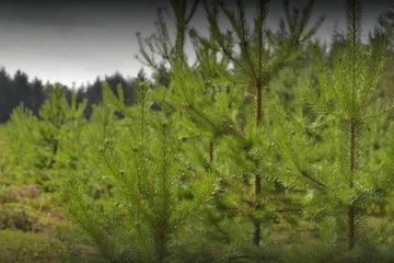 ����������� ������� � ������ ��������: ��� � ��� ������ ������ ����������� ������������������