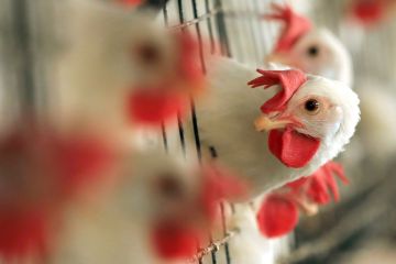 ���� ���������� � ������ ���������� ���������� �� ������� ����������