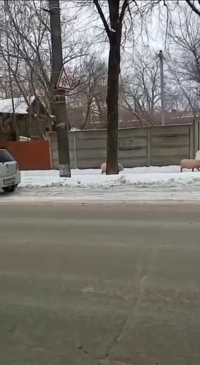 #�������_���_�����������: ������ ������ � ������ ���