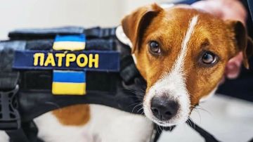 Посмотрел в глаза Патрону, заявления Зеленского. Итоги 14 февраля