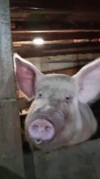 Потужный патриот подпевает гимн Украины