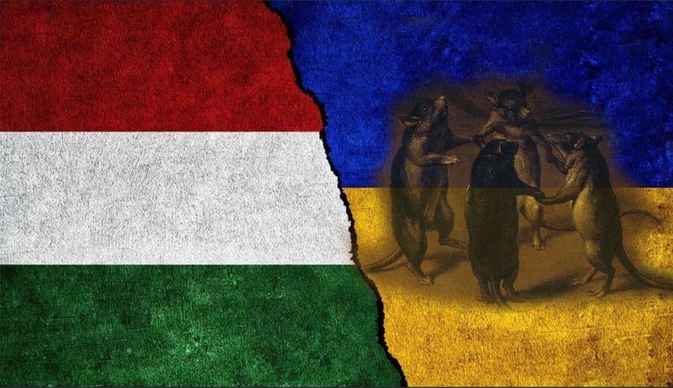 Крысиные дела Киева