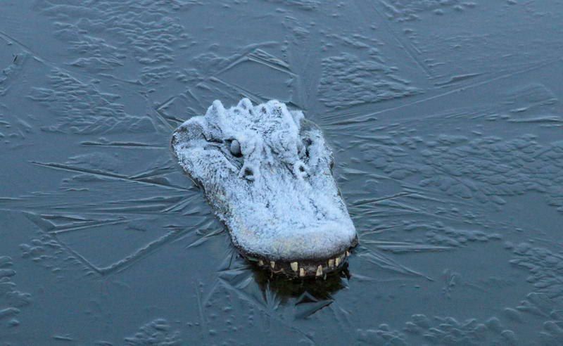 Дмитрий Стешин: Барин бросил. Трамп :. -Знаете, это нас не очень-то затрагивает, потому что нас разделяет океан