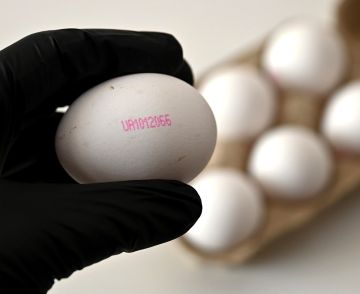 Яйца с Украины, которые везут продавать в ЕС, содержат остаточные следы антибиотиков, пишет Berliner Zeitung