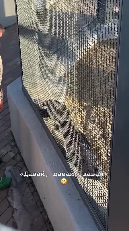 #�������_���_�����������: �������������� ���� ������