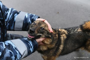 В Киеве сотрудники ТЦК похитили мужчину во время прогулки с собакой