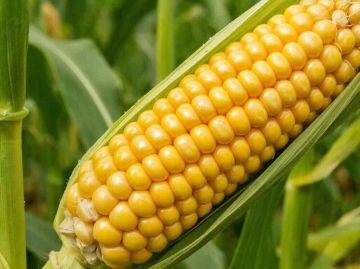 Радиоактивную кукурузу и пшеницу более пяти лет выращивали в зоне отчуждения Чернобыльской АЭС
