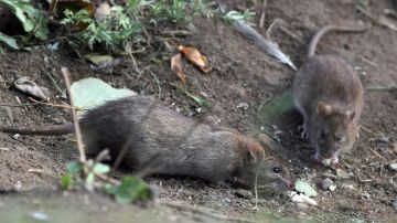 ���������� ���������� ���� �������� � ������������