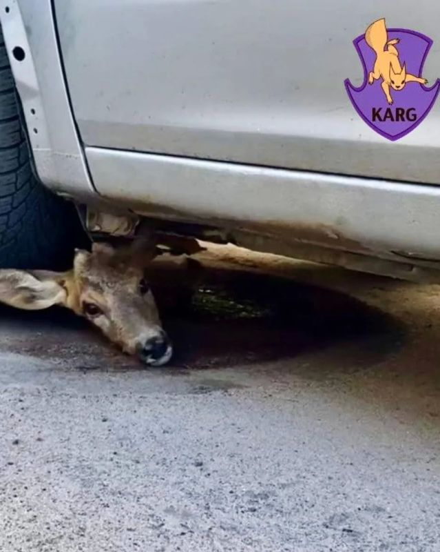 Доброй ночи, Киев!. Минута доброты Маленькую косулю, которую нашли напуганной под автомобилем после ночной атаки, доставили в Центр спасения диких животных У нее обнаружили ранения, и там она будет проходить лечение и...