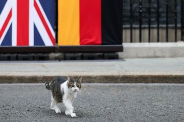 Кот Ларри сбежал перед прибытием Зеленского на Даунинг-стрит на переговоры по Украине