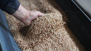 Европа кормит скот, Африке достаются остатки: Зубец раскрыл структуру потребления зерна
