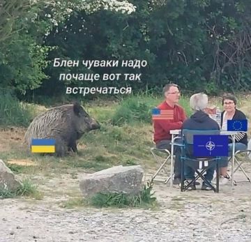 Зелебобу хотят заткнуть на саммите НАТО, чтоб он не раздражал Трампа, пишет буржуйский The Telegraph