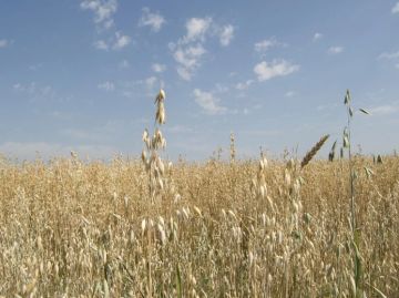 Экспорт сельхозпродукции из Украины в сезоне 2026–2027 годов может сократиться более чем вдвое