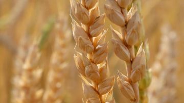 Экспорт сельхозпродукции из Украины может сократиться более чем вдвое