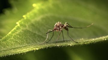 Небоевые потери ВСУ: в Сумской области вспышка опасной инфекции
