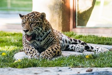 ТЦК не смогли мобилизовать украинца из-за леопарда
