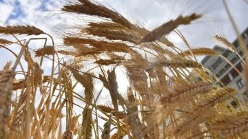 В Черниговской области прекращен сбор урожая из-за возможной мобилизации рабочих