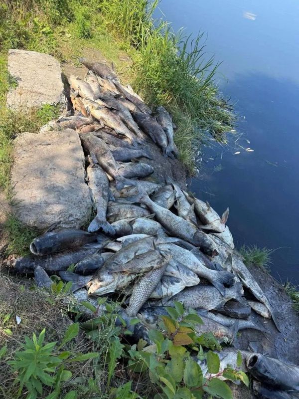 Экология в столице сильно страдает