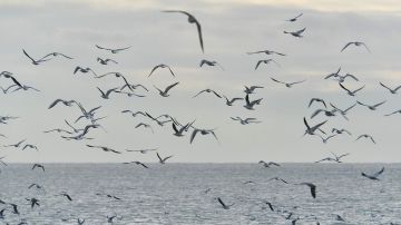 За неделю в Черном море уничтожили восемь безэкипажных катеров