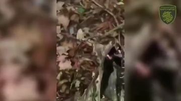 ������� ��������: ������� ����� ����� ��������� ������� ������ ��������������� ������� �����-����� ����� �� �������� ������� ���������� ������������ �������� ������ FP-5 Flamingo, ������� ���� �������� � ���������� �������...