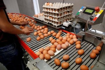 Великобритания связывает вспышку сальмонеллеза в стране с яйцами, поставляемыми Украиной, — сообщает The Telegraph