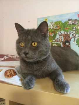 ПЕТЕРБУРГ, ВСТРЕЧАЙТЕ НАШИХ КОТЕЕК!
