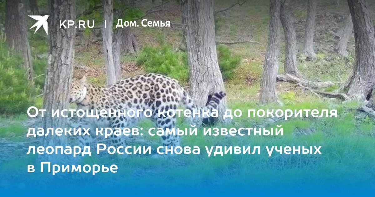 Леопард Leo 260M продолжает удивлять